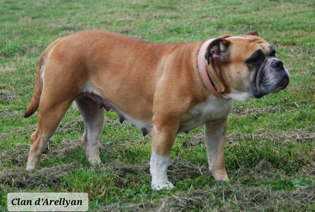 Les Bulldog continental de l'affixe Du Clan D'Arellyan