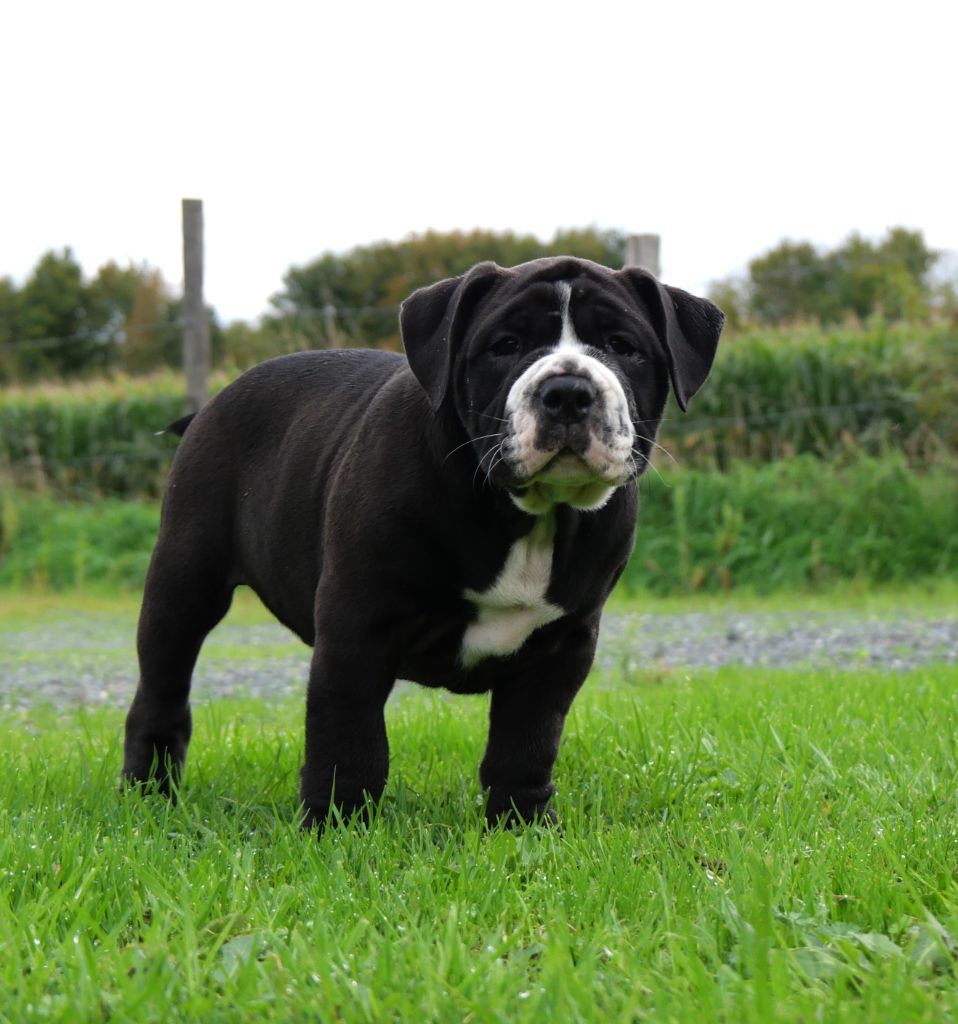 Du Clan D'Arellyan - Chiot disponible  - Bulldog continental