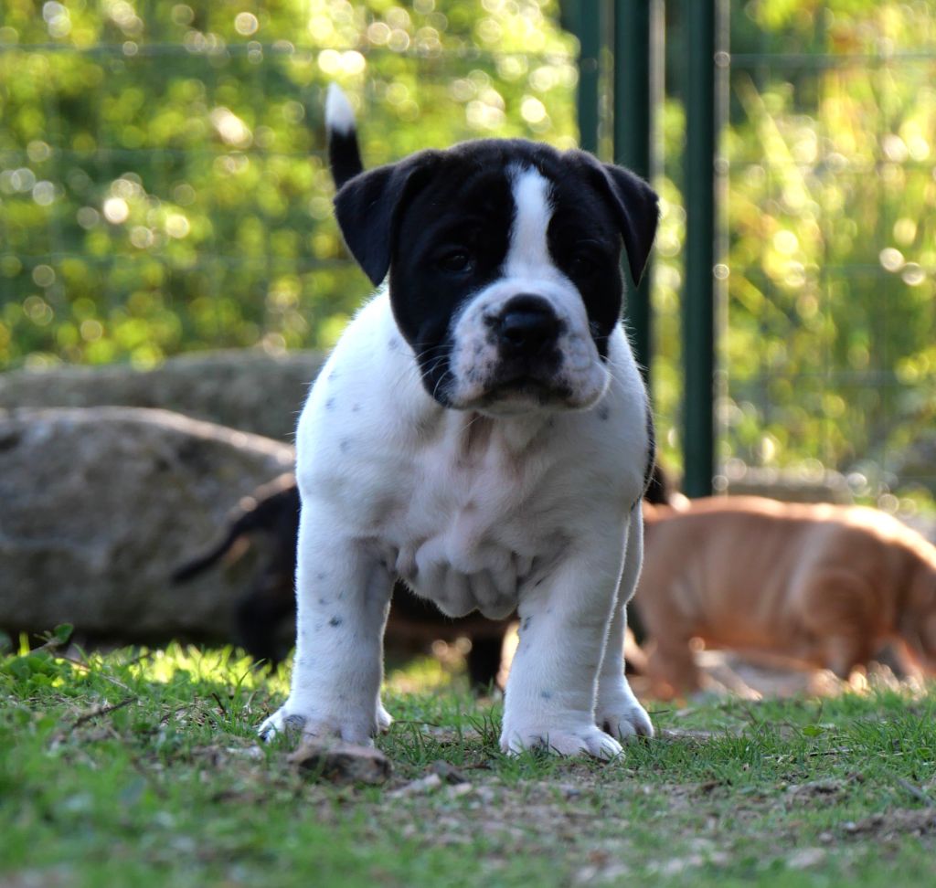 Du Clan D'Arellyan - Chiot disponible  - Bulldog continental