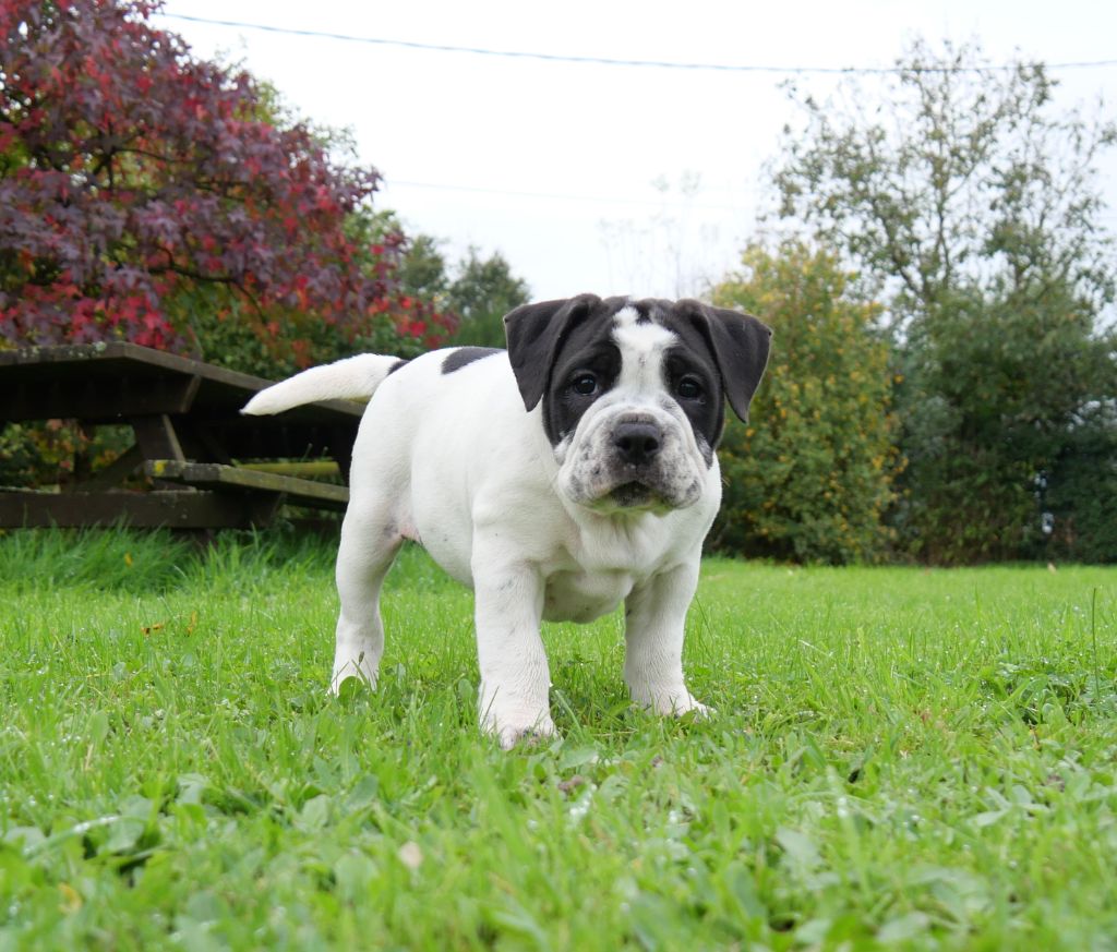 Du Clan D'Arellyan - Chiot disponible  - Bulldog continental