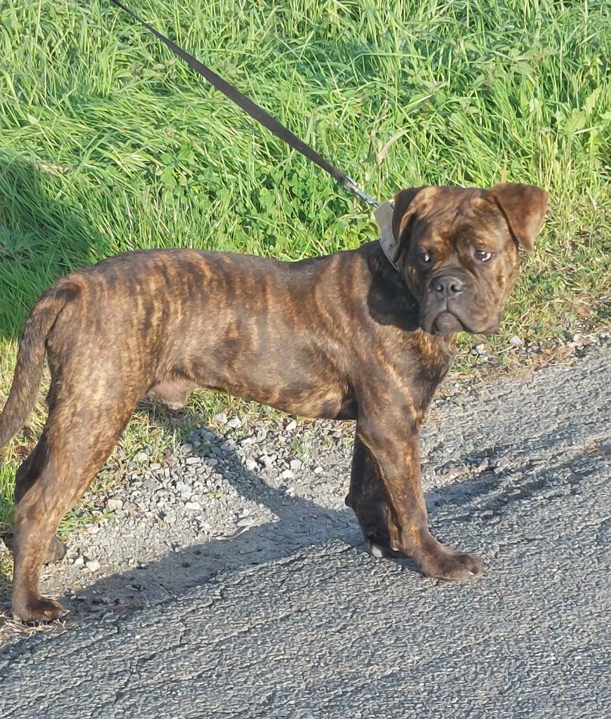 Apollon Des sources sacrees