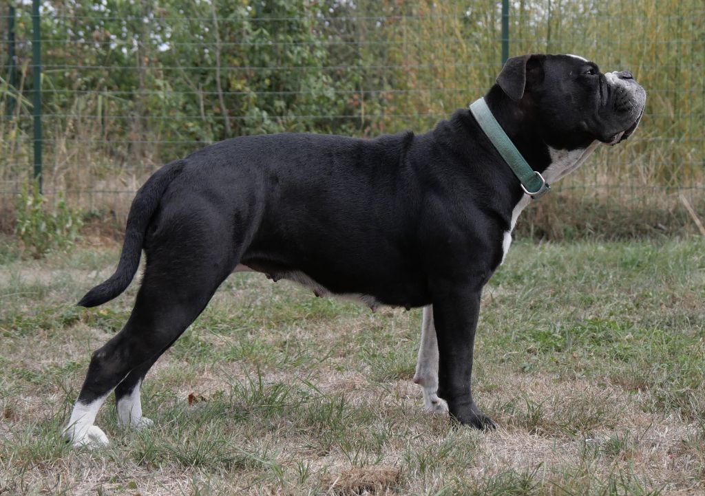 V i p Du Clan D'Arellyan