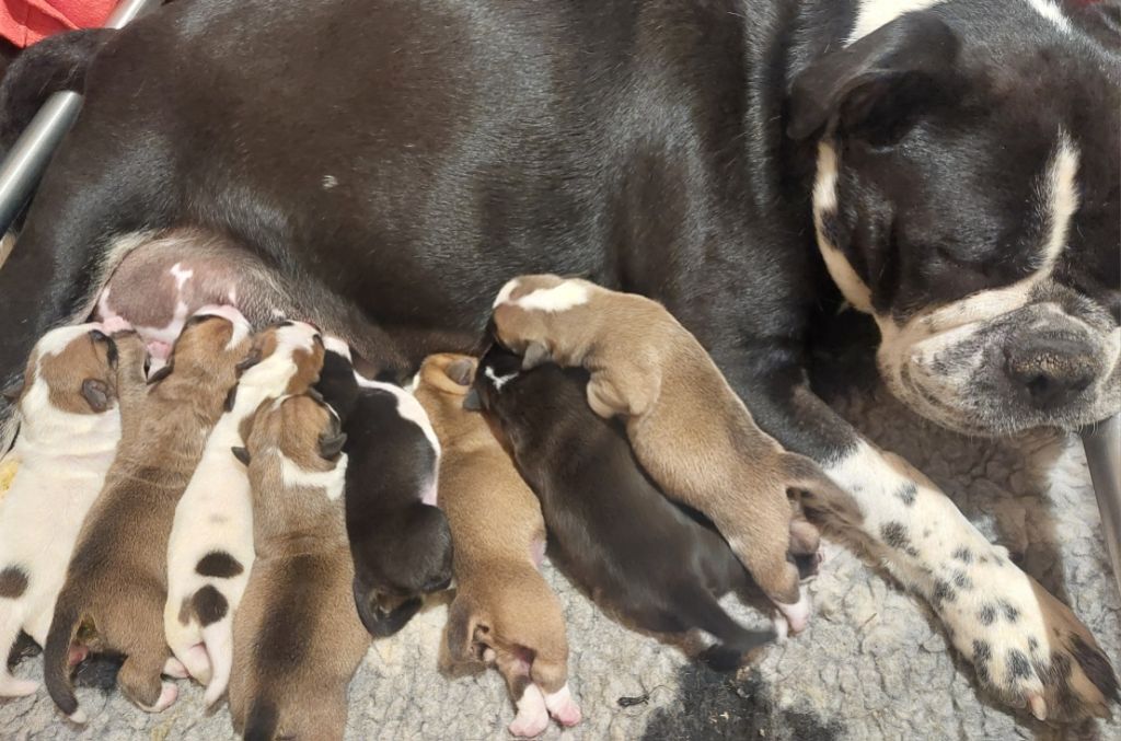 Du Clan D'Arellyan - NAISSANCE DES CHIOTS  !!