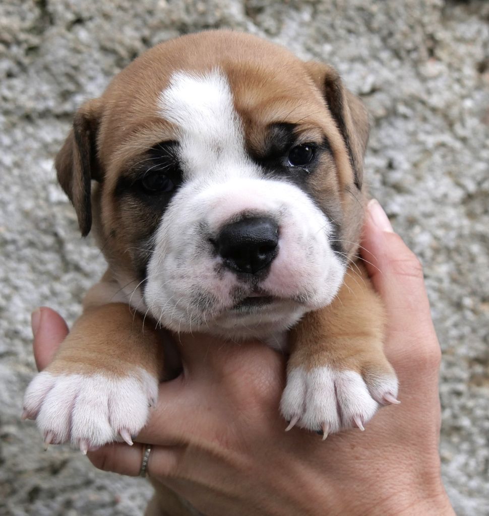 Du Clan D'Arellyan - Chiots disponibles - Bulldog continental