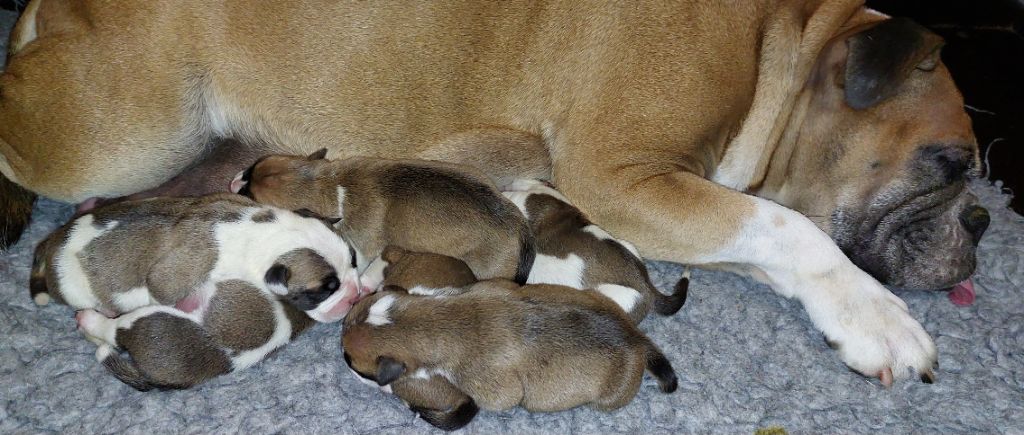 Chiot Bulldog continental Du Clan D'Arellyan