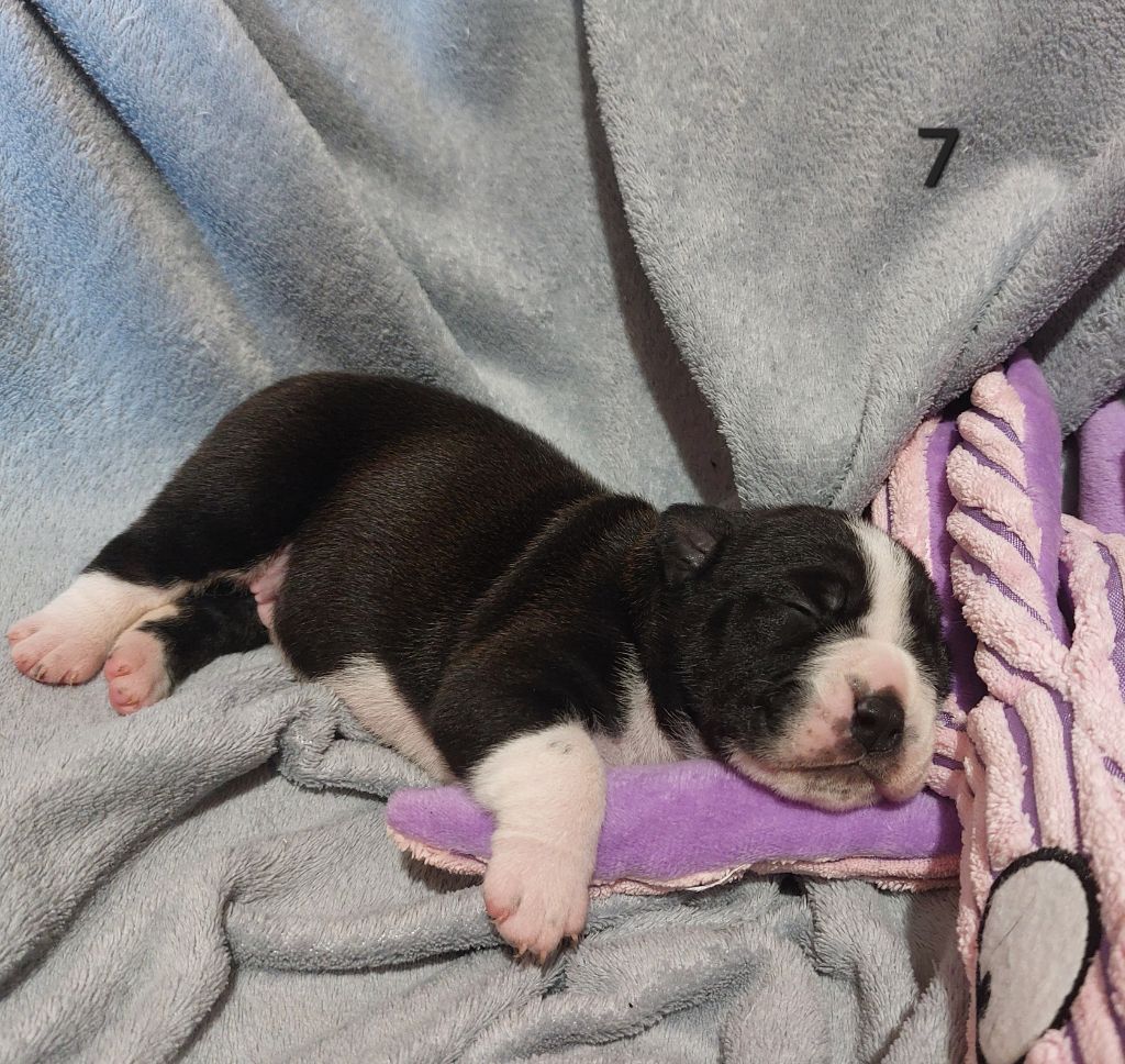 Du Clan D'Arellyan - Chiots disponibles - Bulldog continental
