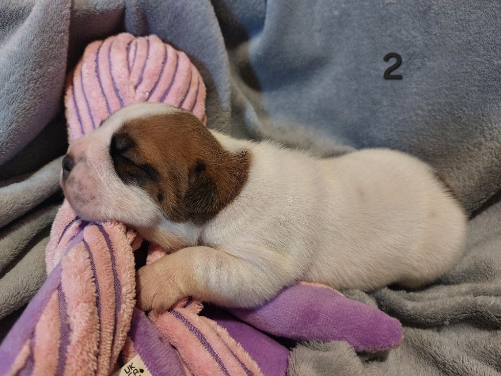 Du Clan D'Arellyan - Chiots disponibles - Bulldog continental
