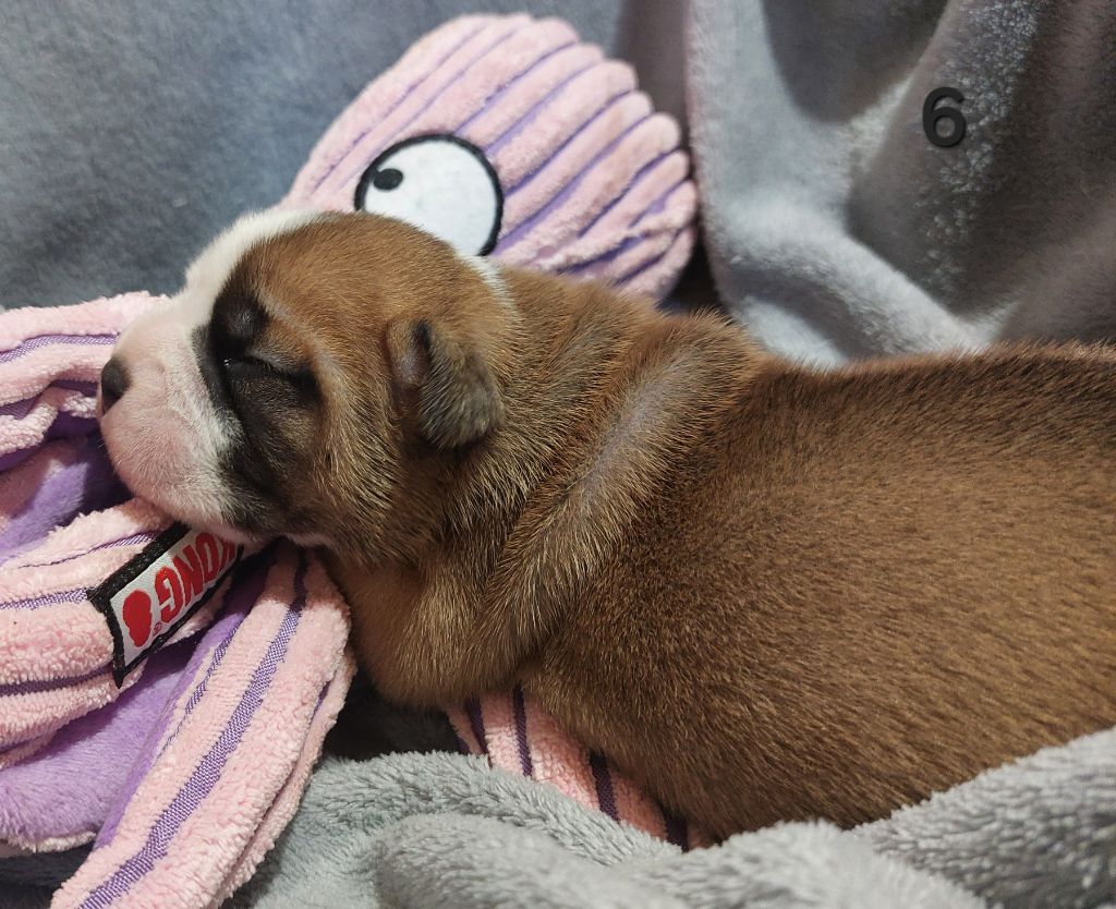 Du Clan D'Arellyan - Chiots disponibles - Bulldog continental