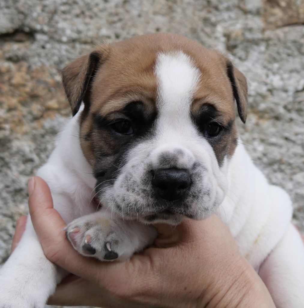 Du Clan D'Arellyan - Chiots disponibles - Bulldog continental